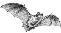 Bat.WikimediaSm