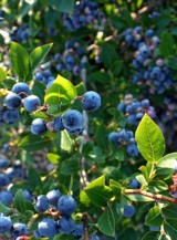 BlueberryBush