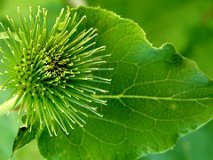 Burdock