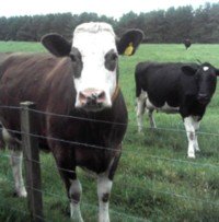 CattleDairyWikimedia