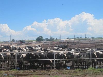 CattleFeedlot