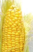 CornontheCob