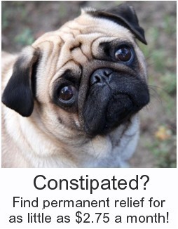 Dog-Constipated-FindPermanentR.withText