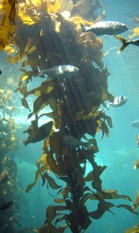 KelpWikimediaSm1