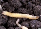 LarvaeWesternCornRootwormWikimediaSm1
