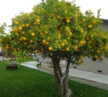 LemonTree