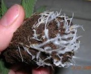 MycorrhizaeFungi