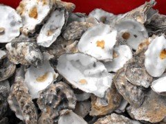 OysterShells