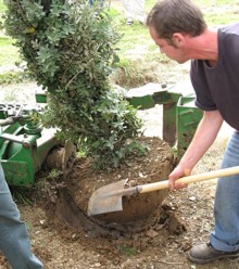 PlantingATreeWikimedia