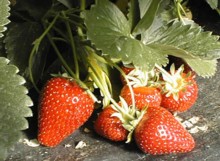 StrawberriesWithPlant