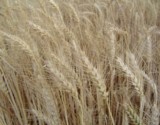 WheatField