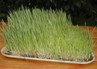 WheatGrass