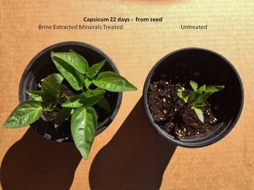 capsicum-22days