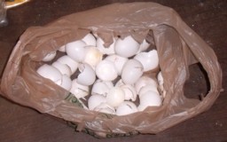 eggshells